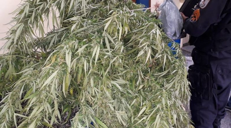 maconha padua