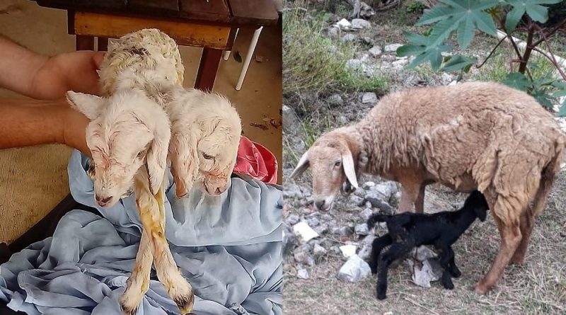 ovelha de duas cabecas