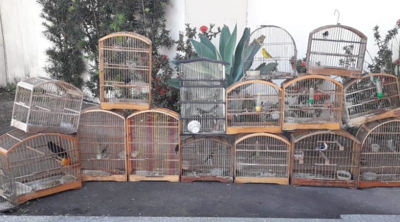 aves
