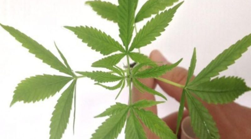 folha maconha divulgacao policia federal