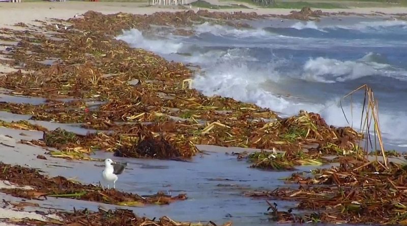 imagem plantas frame