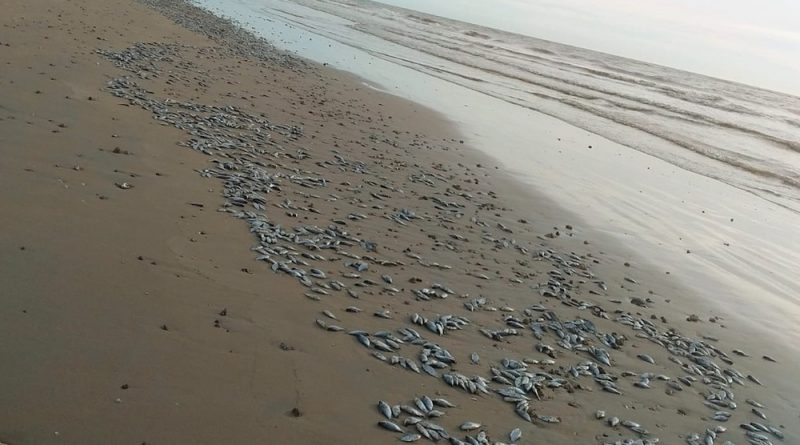 captura de tela 2020 01 02 as 18.32.01