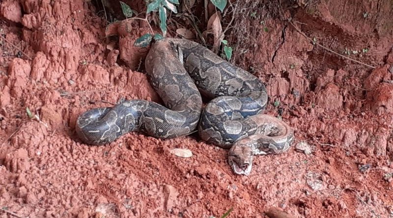 jiboia que engoliu gato