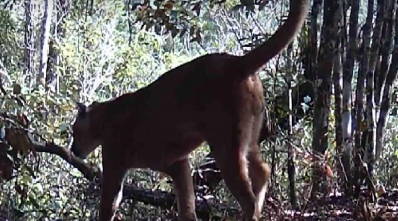 15703onca1 Easy Resize.com