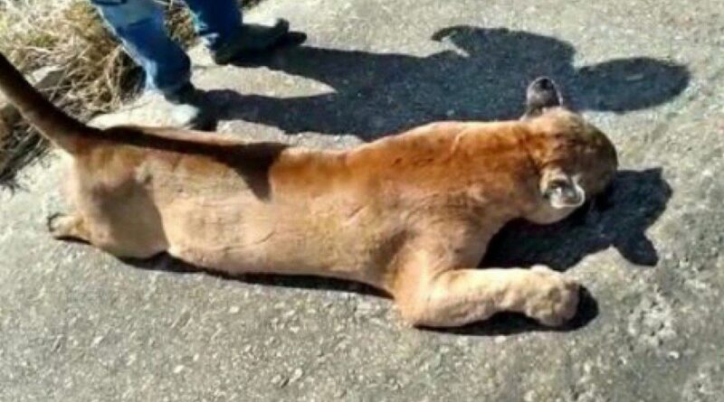 1 whatsapp image 2021 07 30 at 15 00 32 549x283 22585188 Easy Resize.com