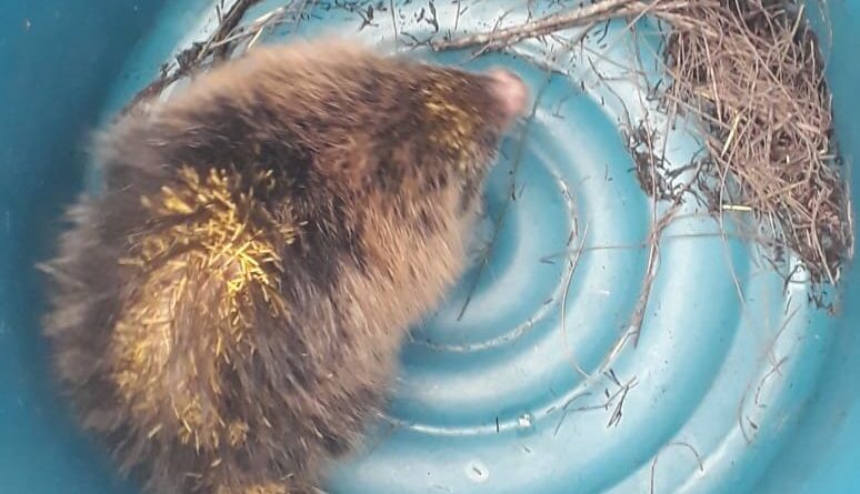 Ourico cacheiro resgatado em Manguinhos Divulgacao 2 e1626102279641