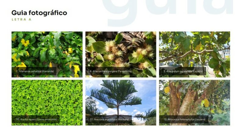 guia de vegetacao uenf