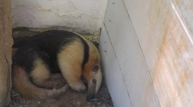 ebe9ac202a3149b75a8ae8adb2e1d8a7 XL