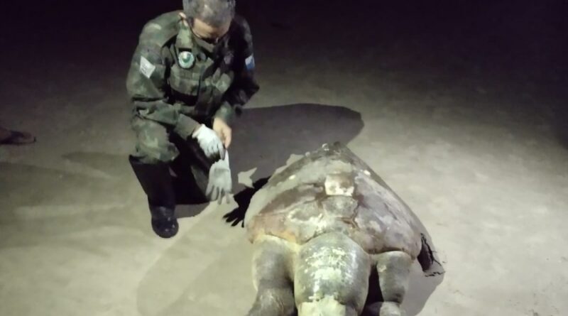 e36a512fe5b90101a88ae780e05256f8 XL