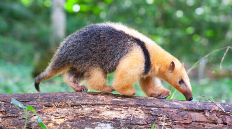 de2df791682f079f8397226a3ff38bc7 XL