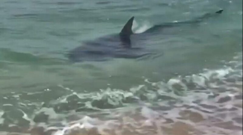 tubarao saquarema rj 696x523 1