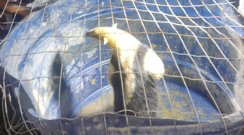 bbfb4faa18ee2951b02b656fb34be1d7 XL