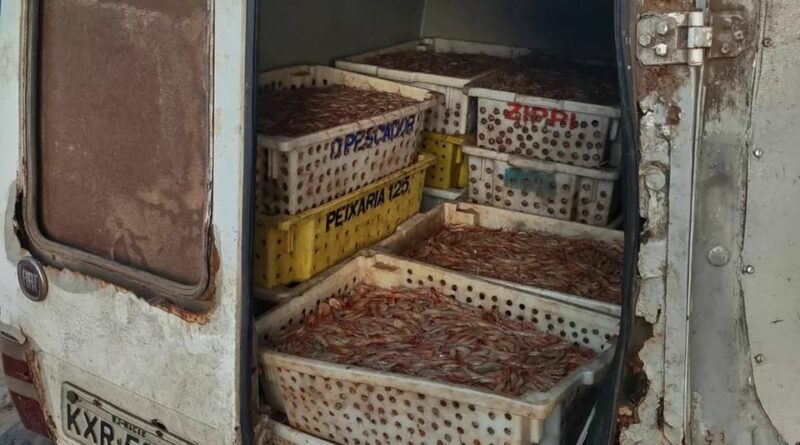 camarao campos Easy Resize.com