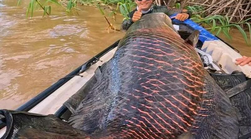 pirarucu Easy Resize.com