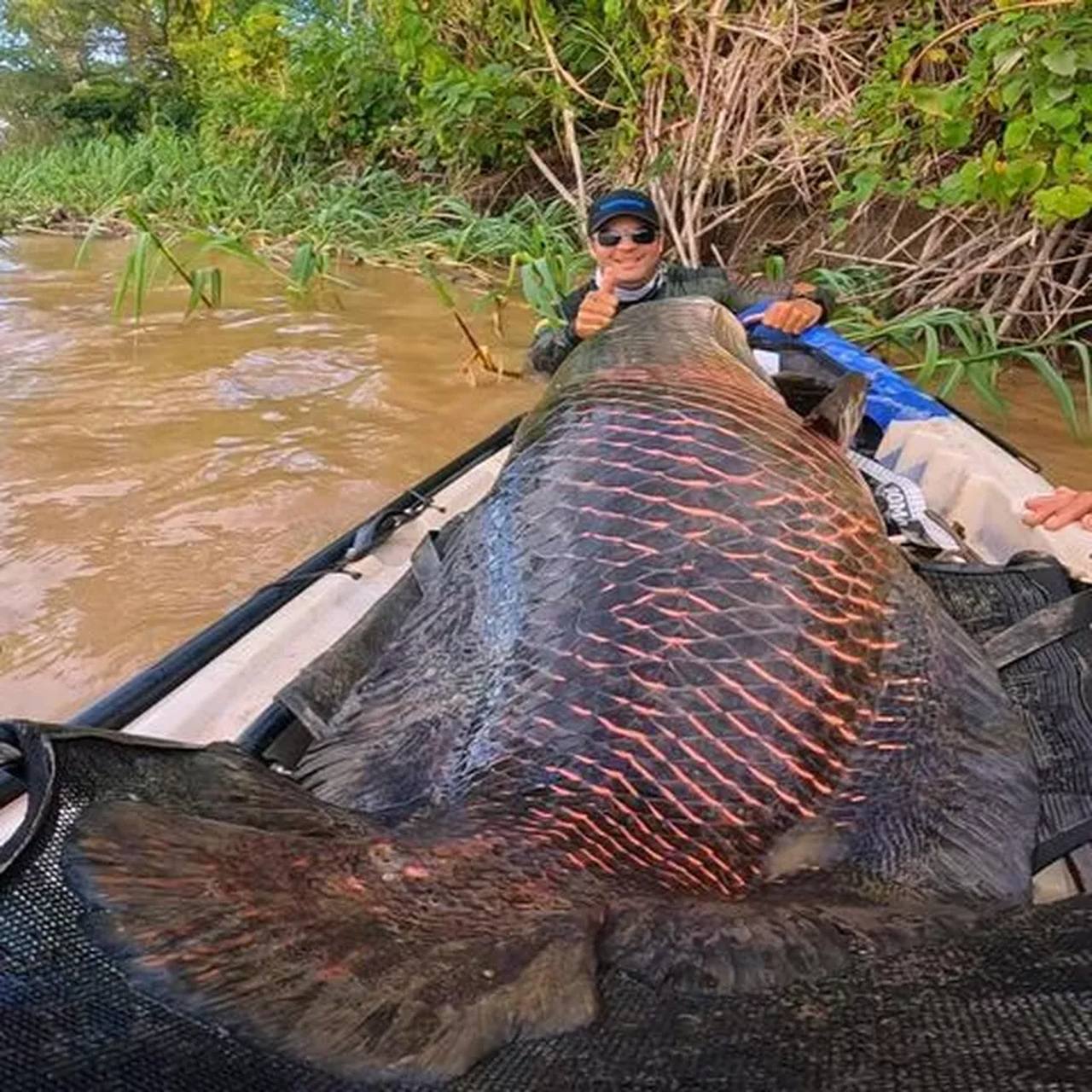 Pirarucu de mais de 2 metros e 130 kg é fisgado no Rio Madeira