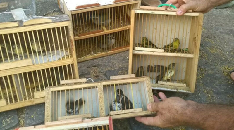 chinelo Easy Resize.com