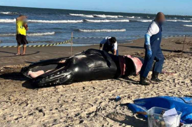 baleia baleia baleia 470x360 1