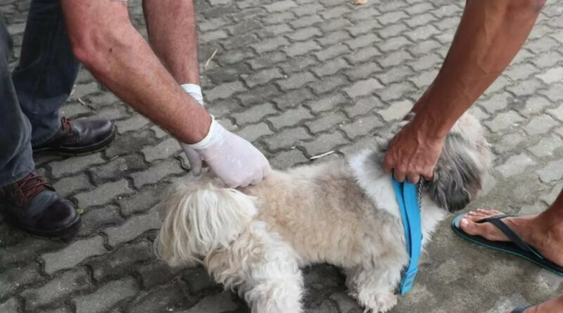 vacina Easy Resize.com 5