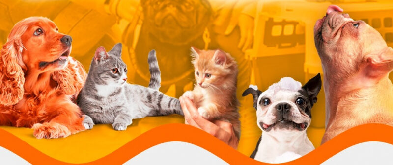 1100929ce10c721cac00963df69d3ca3 XL