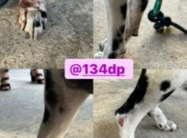 bdb1bcaa 9d53 46e7 ad8d a4a3a4063d28 203x360 1