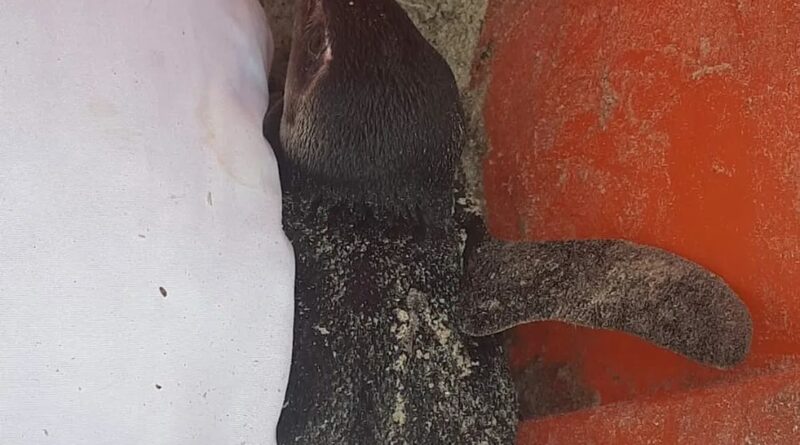 pinguim Easy Resize.com