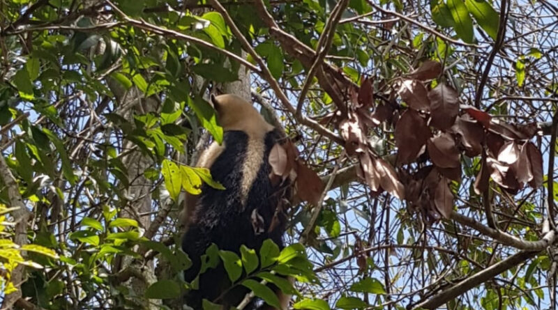 b5eb64b92ec2bc303a0ab3ae5d25b105 XL