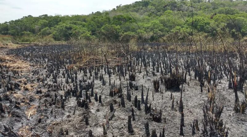 incendio Easy Resize.com