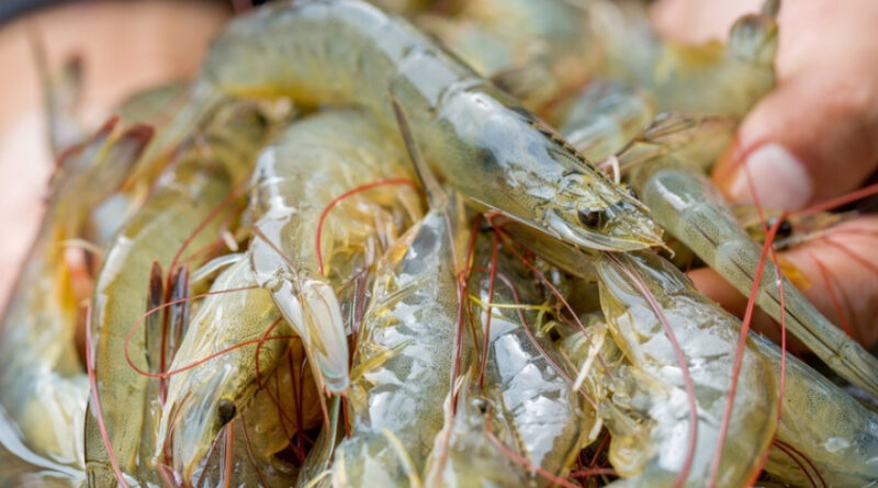 1018117f01c19c6ed27c0f2c97f37a79 XL