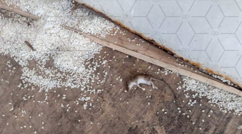 d858842e3f5650516d055ad326224f58 Easy Resize.com