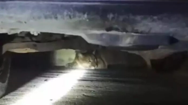 onca jacone 696x455 Easy Resize.com