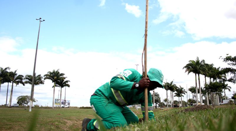 Plantio de arvore no trevo foto rodrigo silveira 4 Easy Resize.com