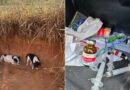 Funcionários da Defesa Civil de Cordeiro são presos acusados de dopar e abandonar cachorros, que acabavam mortos
