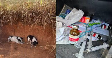 Funcionários da Defesa Civil de Cordeiro são presos acusados de dopar e abandonar cachorros, que acabavam mortos