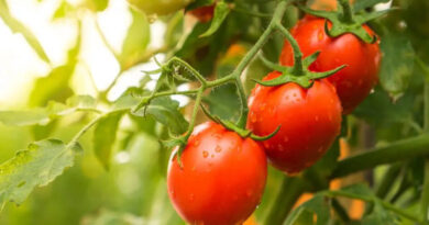 Frio prolongado afeta produção de tomate e faz preços dispararem