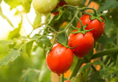 Frio prolongado afeta produção de tomate e faz preços dispararem