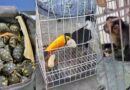Polícia prende 17 em operação contra tráfico de animais silvestres; TH Joias é um dos alvos