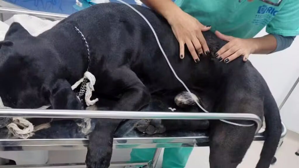 Cachorro Scooby baleado em megaoperação no Rio recebe alta 1 07cane1a Easy Resize.com