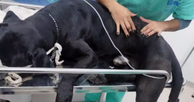 Cachorro Scooby baleado em megaoperação no Rio recebe alta