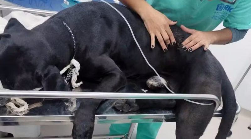 07cane1a Easy Resize.com