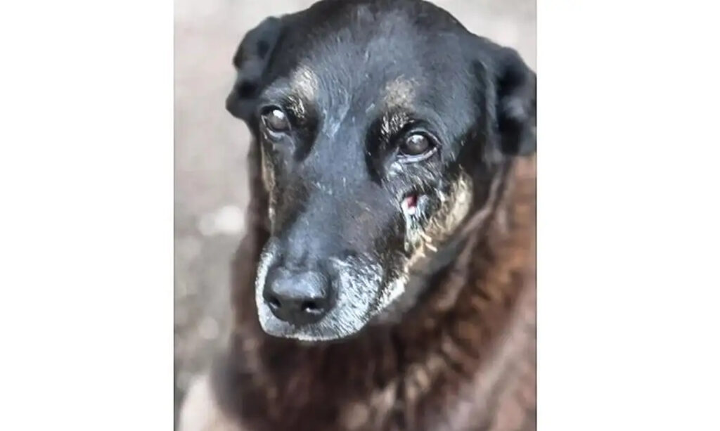 cao orelha de praia brava Easy Resize.com