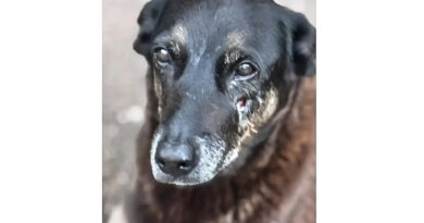 Caso Orelha: o que se sabe até agora sobre a morte do cão em SC