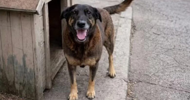 Morte de cão Orelha: legislação prevê punições mais duras para quem comete maus-tratos contra gatos e cachorros