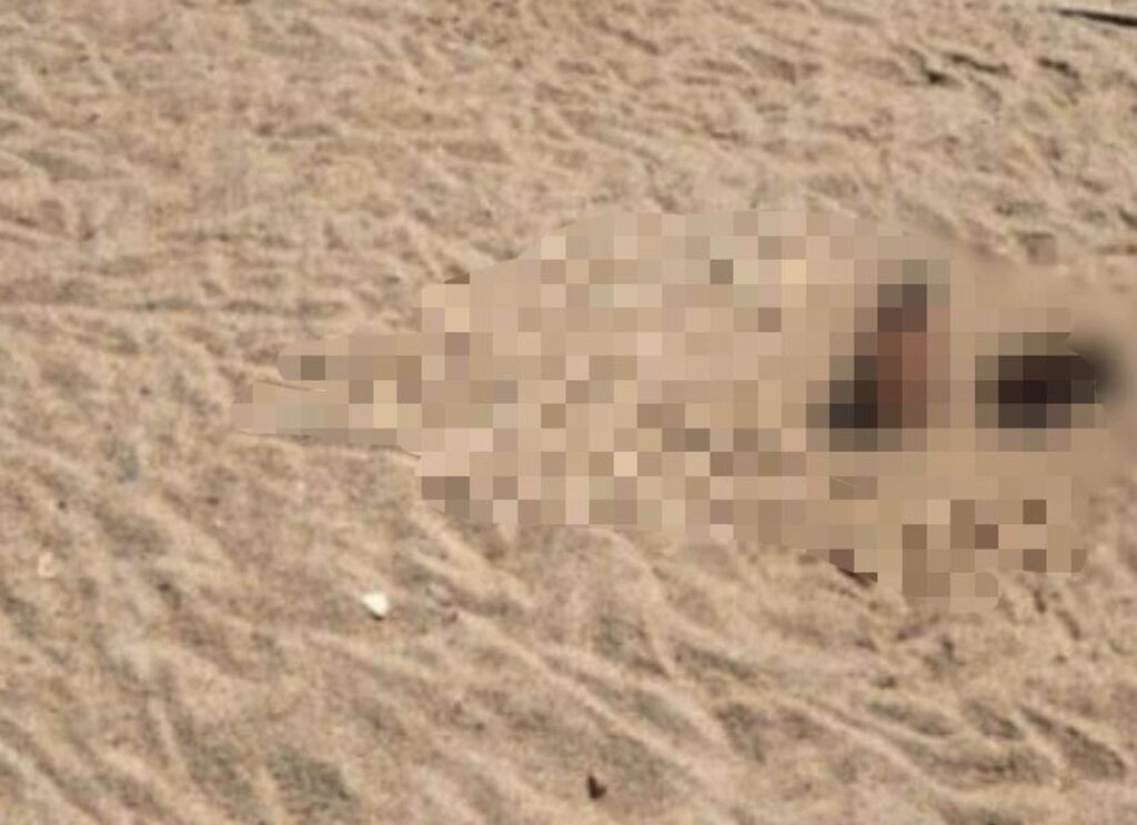 d198b9c3 57af 48b9 b3b3 52ac0ccda0fb Easy Resize.com