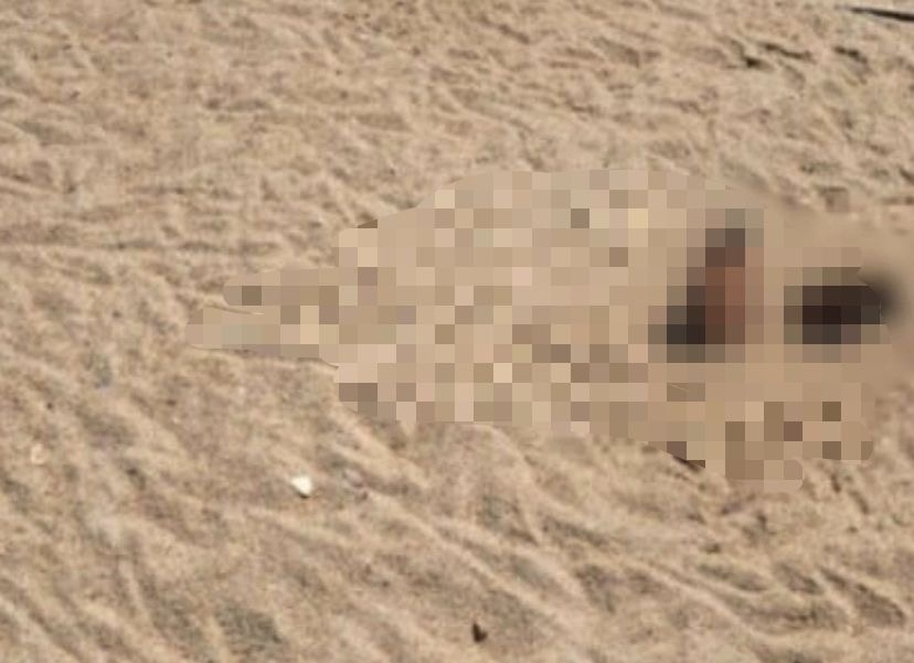 Corpo é encontrado enterrado na Praia do Farol de São Tomé