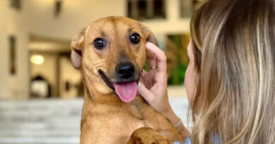 Tarcísio sanciona lei que autoriza sepultamento de cães e gatos em jazigos da família em SP