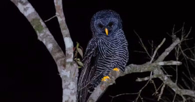 Rara e fascinante: coruja-preta é flagrada em São Fidélis
