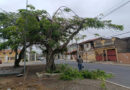 Ações de manutenção e revitalização da arborização na Praça Santo Antônio arborização na Praça Santo Antônio