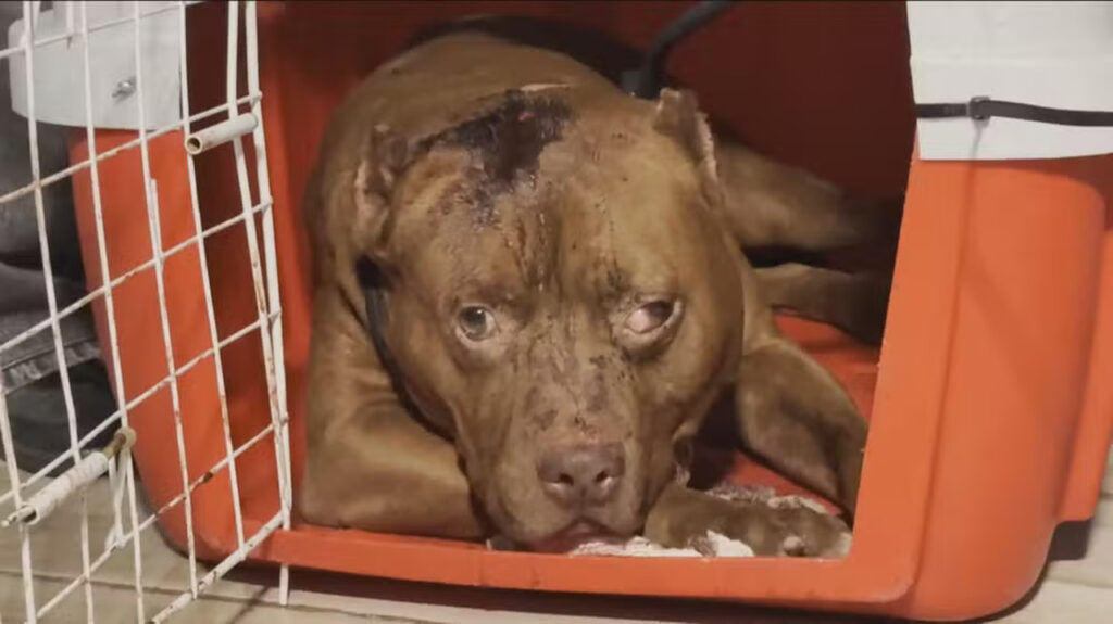 Ataque de pitbull mata criança de 3 anos em Cosmos, Zona Oeste do Rio 1 Cão da raça pitbull foi apreendido após atacar menina em Cosmos, na Zona Oeste do Rio. Ele precisou de atendimento veterinário após ser ferido
